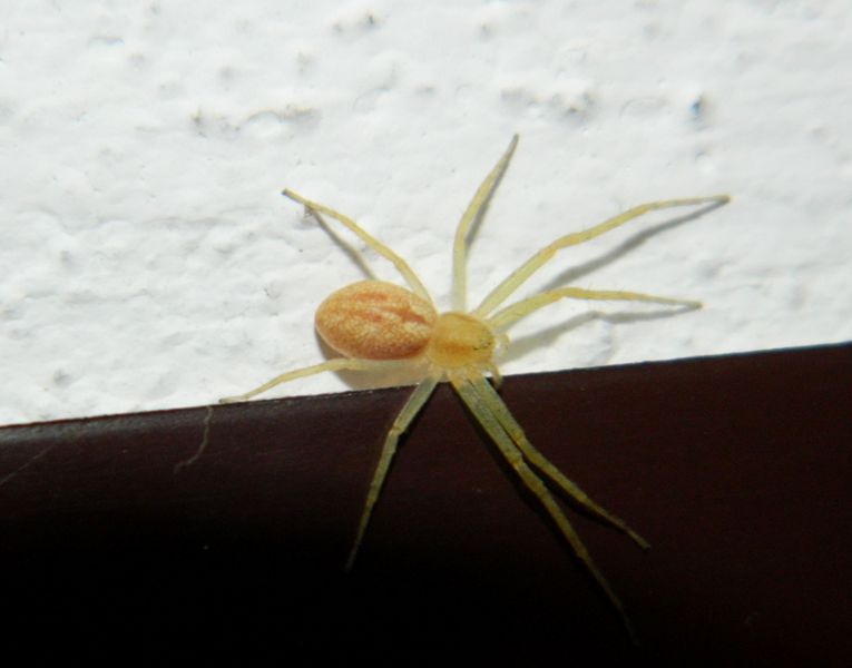 Philodromus rufus - Viadana (MN)